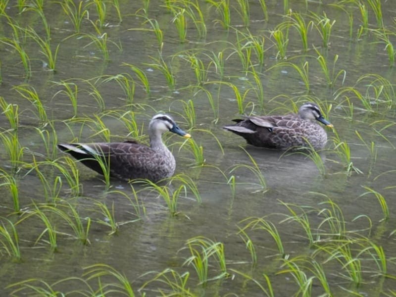 有機JAS認証 有機農産物の認証取得の手順や費用について